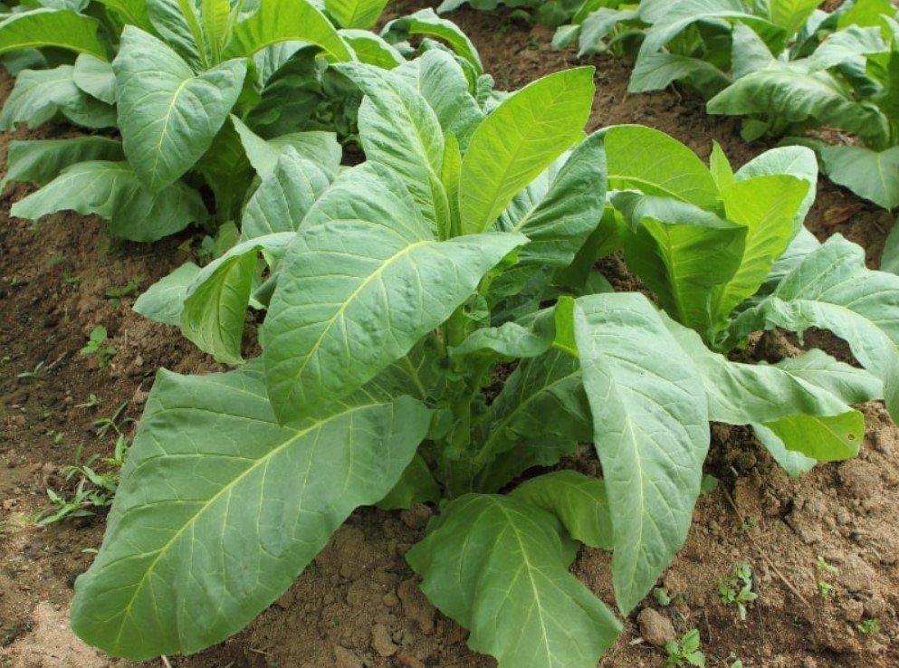 Agric Insurance